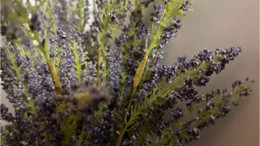 Balıkesir Lavanta Günleri ne zaman