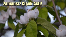 Erken Çiçek Açan Meyve Ağaçları Tehlikede