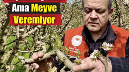 Balıkesir’de Elma Bahçelerinde Alarm!