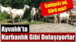 Ayvalık Sokaklarında Başka Bir Trafik!