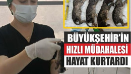 Büyükşehir, hamile kediyi kurtarmak için seferber oldu