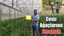 Balıkesir'in Ceviz Ağaçlarına Feromon Tuzağı