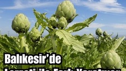 İspanyol Enginarı Balıkesir'de Yetişiyor