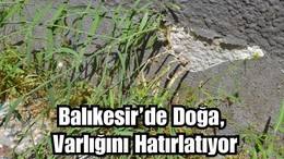 Beton Arasında Bir Hayat