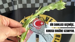 Balıkesir’in En Ünlü Kolonyası Filizlendi