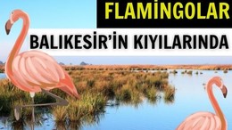 Balıkesir'de Flamingolar Nerede İzlenir?