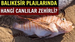 Balıkesir Kıyılarında Karşılaşılabilecek Zehirli Deniz Canlıları