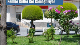 Karesi Kaymakamlığı Bahçesindeki Pembe Güller Göz Kamaştırıyor