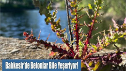 Balıkesir’de Betonlar Bile Yeşeriyor! Şehirde Her Köşe Başından Ot Fışkırıyor