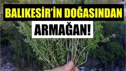 Balıkesir'in Köylerinden Çıkan Şifa: Kekik