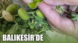 Balıkesir'de Demet Demet Taze Nohut Satılıyor