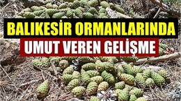 Balıkesir Ormanlarında Umut Veren Gelişme