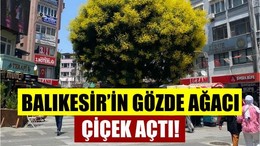 Balıkesir'in Tarihi Ağacı Yine Gözde