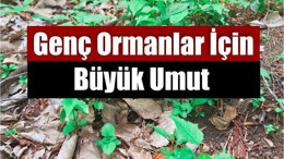 Balıkesir Ormanlarında Fidanlar Umut Verdi