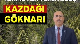 Tarihe yön veren ağaç: Kazdağı Göknarı