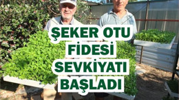 Balıkesir'den Şeker Otu Sevkiyatı