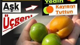 Eriği Yedin, Kayısıyı Tuttun
