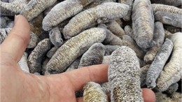 Deniz Hıyarı Erdek’te Görevde Ama Tehlikede!
