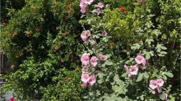 Balıkesir Sokakları Gülhatmi çiçekleri ile Doldu