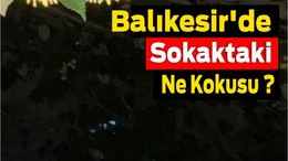 Balıkesir'de Sokaklarda Yoğun Ihlamur Kokusu