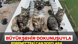 Büyükşehir dokunuşuyla Edremit’teki can dostlara sıcak yuva