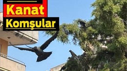 Balıkesir'de Kara Kanatlı Komşular