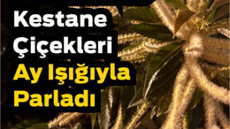 Balıkesir’de Gece Kestane Çiçekleri Ay Işığıyla Parladı