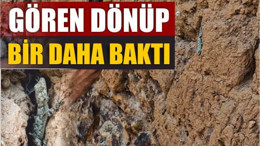 Duvar Zannettik, Canlı Çıktı! Balıkesir’de Geko Heyecanı