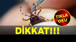 Kene Kusturmayın! Uzmanlardan Hayati Uyarı