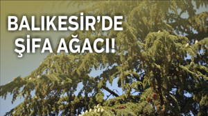 Altıeylül’deki Mezleği Ağacı Bilim Dünyasının Gündeminde