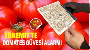 Edremit’te Domates Güvesi Alarmı