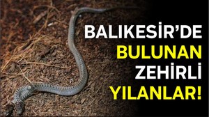 Balıkesir’de Ne Tür Zehirli Yılan Bulunur?
