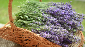 Balıkesir'de Lavanta Neden Önemli?