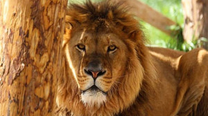 Antalya'da parktan kaçan aslan bulundu mu? Aslan en son nerede görüldü?