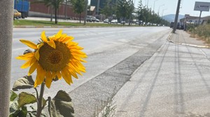 Balıkesir’de Yol Kenarında Açan Ayçiçekleri
