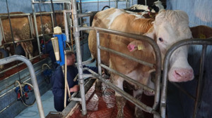 Çiğ İnek Sütü Litre Fiyatı 18,35 TL’ye Yükseltildi