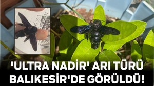 Dünyadaki 'Ultra Nadir' Arı Türü Balıkesir'de Görüldü!