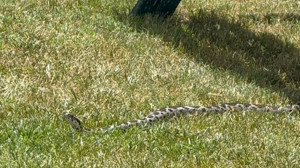 Balıkesir merkezde zehirli şeritli engerek yılanı görüldü