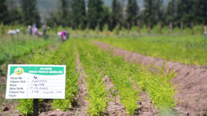 YANGIN ALANLARI İÇİN FİDANLAR DİKİM MEVSİMİNİ BEKLİYOR