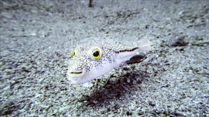 Bu Balığı Avlayanlara 3 milyon 500 Bin TL Verilecek