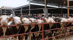 Balıkesir'de Hayvan Pazarı Kapalı Açılış Ağustos Sonu