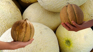 Balıkesir'de En İyi Kavun Nerede Yetişir?