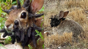 CRPV Virüsü Nedir, İnsana Bulaşır Mı, Ölümcül Mü, Belirtileri Nelerdir?