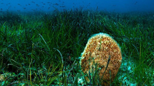 Ayvalık’ta Denizlerin Akciğerleri Koruma Altında