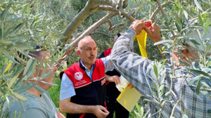 Balıkesir'de Zeytin Sineğiyle Mücadele Başladı
