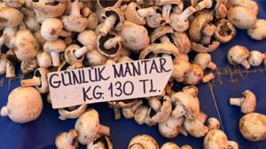 Toprağın Altındaki Sır: Mantarlar Neden Bu Kadar Özel?