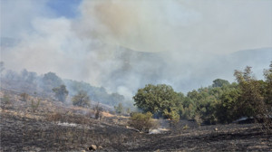 Kepsut'ta orman yangını