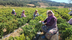 Turşu Hasadı Başladı: Görüntüler Sındırgı'dan!