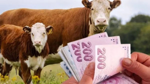 Balıkesir'de Buzağı-Malak Ödemesi 142 Milyon 976 Bin TL Hesaplara Geçti!