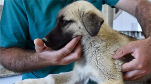 Balıkesir’de Sokak Hayvanları İçin Şaşırtan Karar!